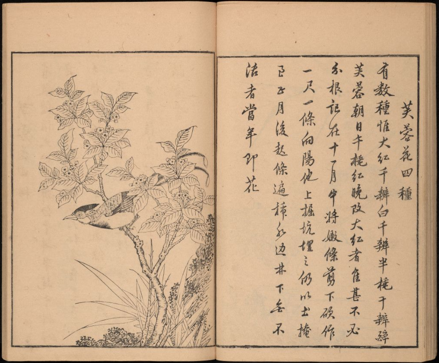 An open book with Japanese text on the right page and an illustration of a bird perched in a small flowering tree on the left. 