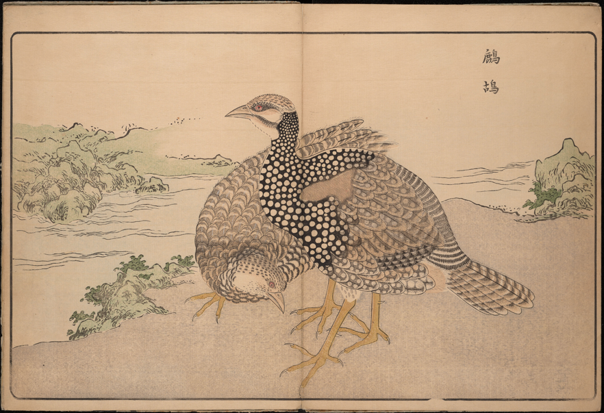 illustration of the Francolin partridges (shako 鷓鴣)