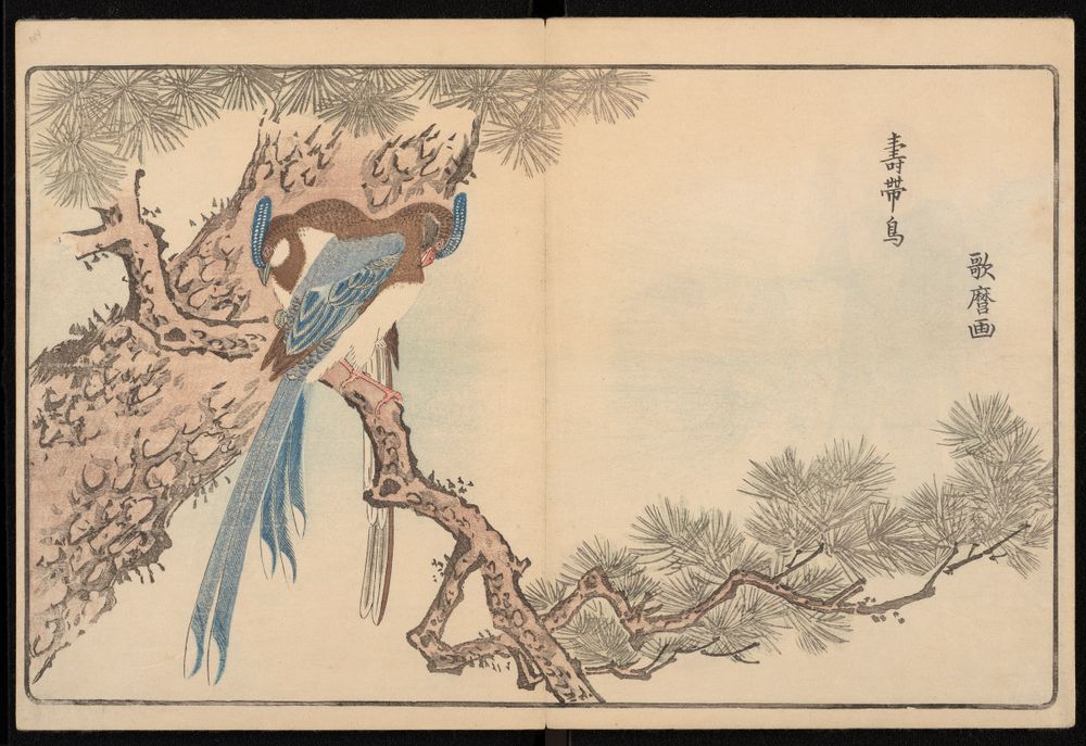  image of the red-billed magpies (jutaichō) .