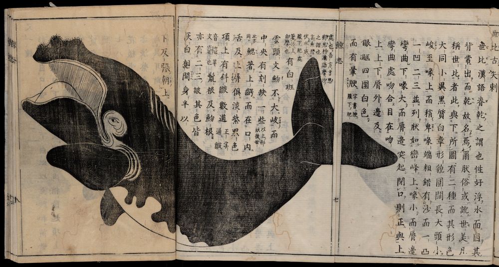 engaging image of a whale presented like an illustrated narrative handscroll. The tips of it's tail on one page opening tempt the viewer to move forward to see the entire creature on the next. This format also emphasizes their enormous size. 